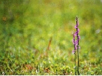 SCAN0217_001.gif
