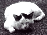 SCAN0219_001.gif