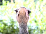 SCAN0220_001.gif