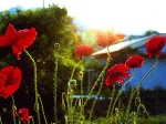 SCAN0225_001.gif