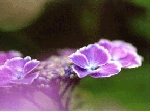 SCAN0226_001.gif