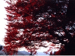 土山倫子.gif