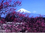 馬場弘.gif