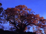 西村.gif