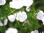 松本.gif