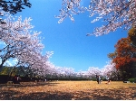 岸.jpg